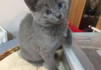 russian kitties