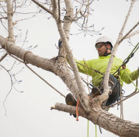 Rocky Tree Care