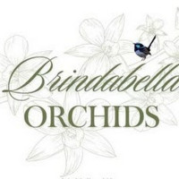 Brindabella Orchids