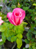 Flower plants wholesale in Jhaligachi