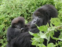 Gorilla Trekking