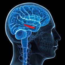 http://ketoplanusa.com/amazin-brain/