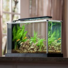Your Aquarium Guide