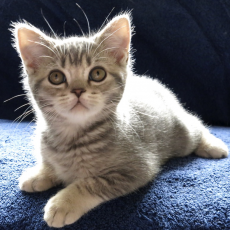 British shorthair kittens for sale